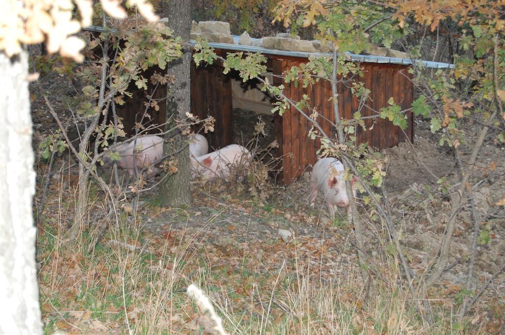 Colle Delle Meraviglie Fratticciola Selvatica المظهر الخارجي الصورة