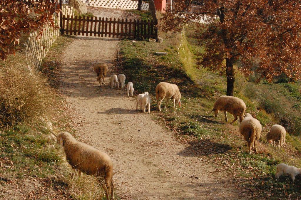 Colle Delle Meraviglie Fratticciola Selvatica المظهر الخارجي الصورة